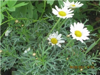 514c10a6-Marica auto 335.jpg